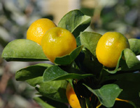 12-2014 Kumquat